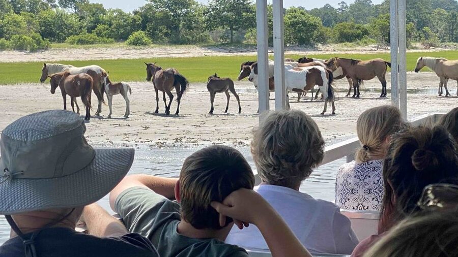 From Chincoteague Island: Assateague Island Boat Tour - Key Points Worth Knowing