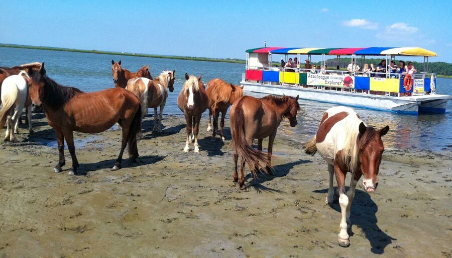From Chincoteague Island: Assateague Island Boat Tour - What to Bring, What to Skip, and How to Plan Your Day