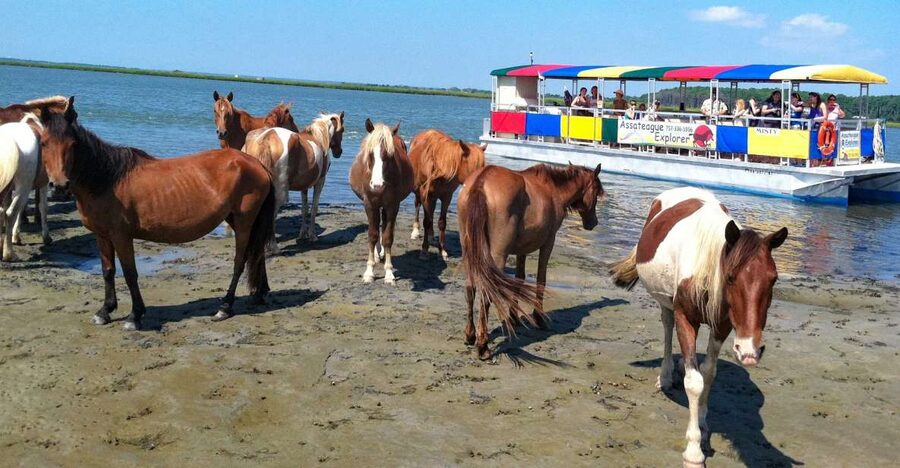 From Chincoteague Island: Assateague Island Boat Tour - Assateague Island From the Water: What the Cruise Really Delivers