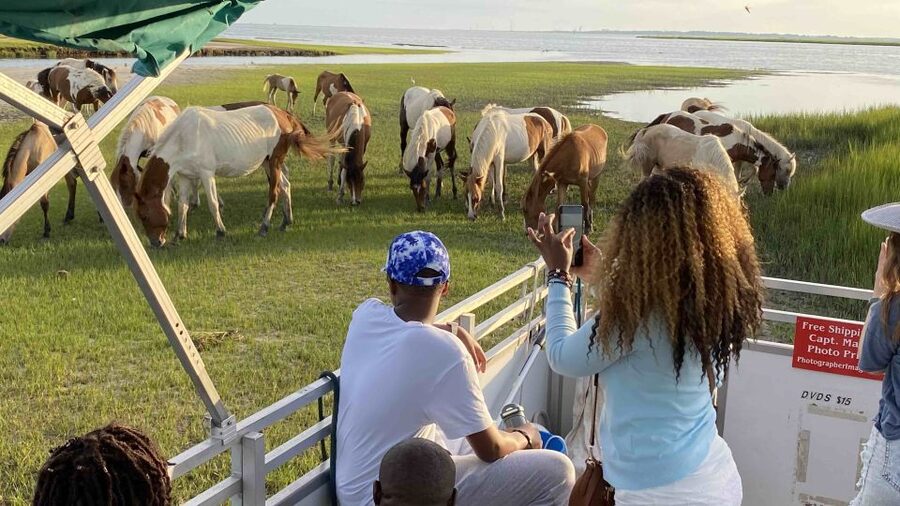 From Chincoteague Island: Assateague Island Boat Tour - First Sighting Zone: Inlet Dolphins and Wallops Island
