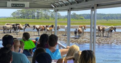From Chincoteague Island: Assateague Island Boat Tour - Getting On Board at Chincoteague Harbor Dock 3