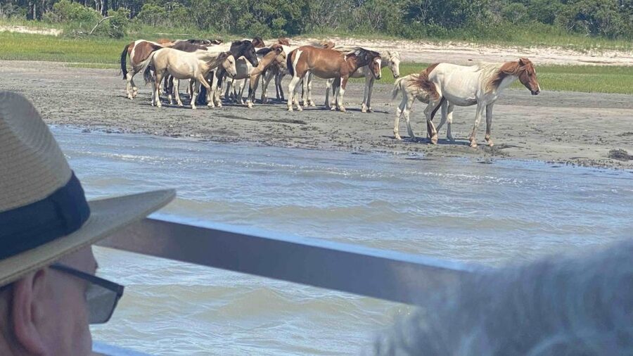 From Chincoteague Island: Assateague Island Boat Tour - Assateague Channel Search: Ponies, Eagles, and Shorebirds
