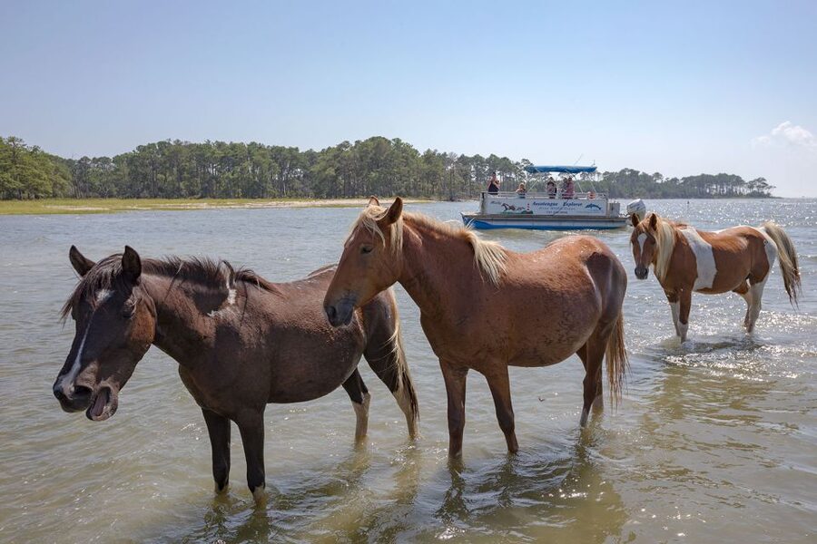 From Chincoteague Island: Assateague Island Boat Tour - Wildlife Refuge and the Assateague Lighthouse View