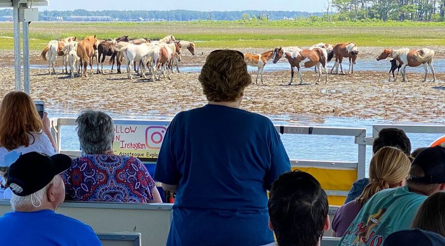 From Chincoteague Island: Assateague Island Boat Tour - The Local Guide Factor: Horse Lore, Pony Swim, and Island History