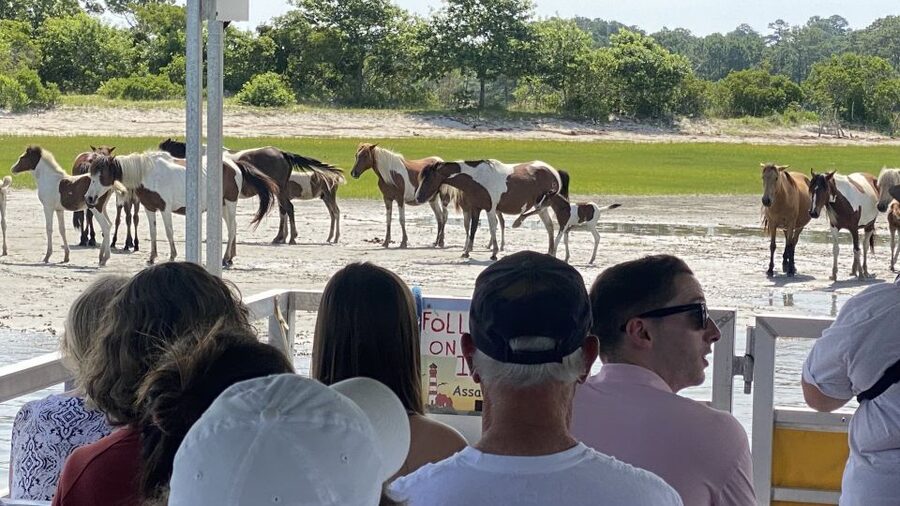 From Chincoteague Island: Assateague Island Boat Tour - Price and Value of a 90-Minute $59 Wildlife Cruise