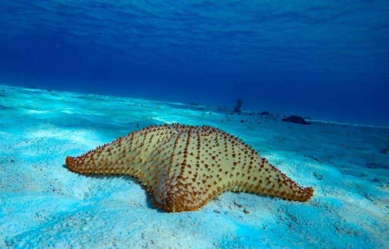 From Cozumel: 3 Reefs Boat Tour with Drinks and Snorkeling - From Marina Asipona to Three Reefs in a 4-hour window