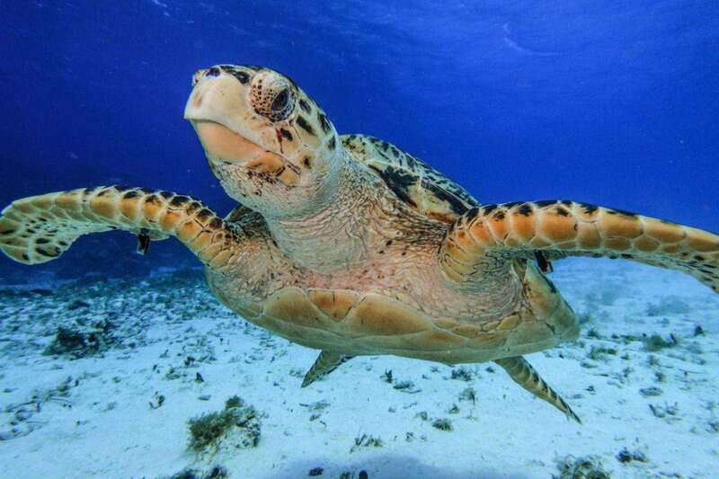 From Cozumel: 3 Reefs Boat Tour with Drinks and Snorkeling - Columbia Reef: starfish and sandy-bottom sightings