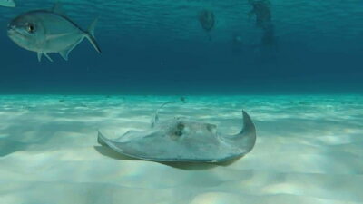 From Cozumel: 3 Reefs Boat Tour with Drinks and Snorkeling - Palancar Reef: the “go find bigger sea life” start