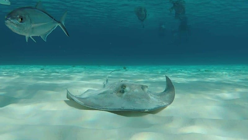 From Cozumel: 3 Reefs Boat Tour with Drinks and Snorkeling - Palancar Reef: the “go find bigger sea life” start