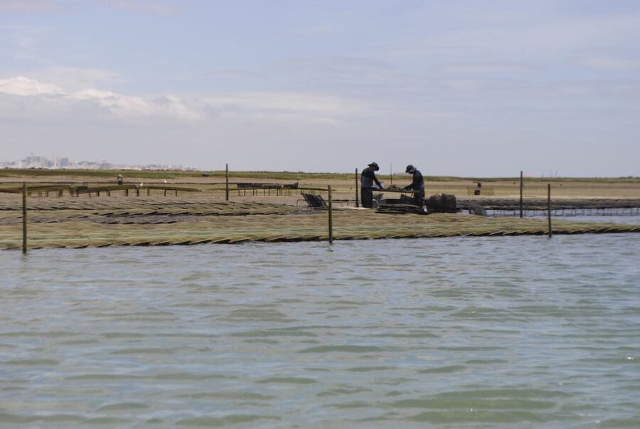 From Faro: 2-Hour Guided Bird Watching Boat Trip - Getting to Formosamar and lining up on time