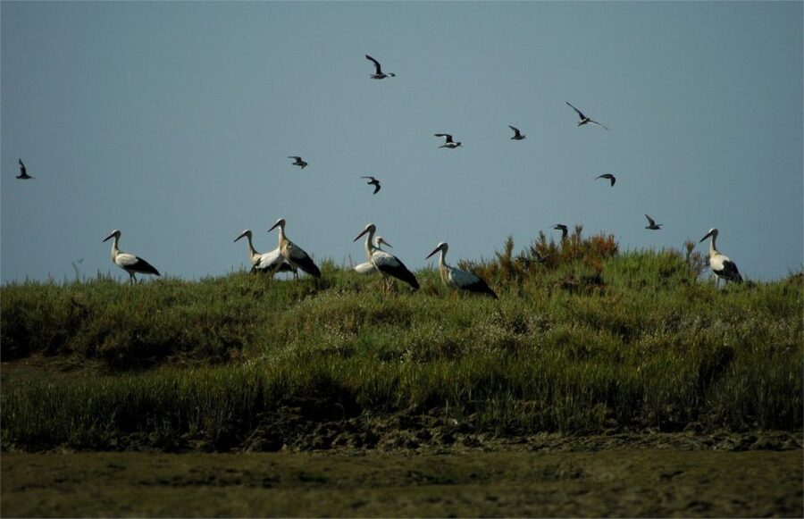 From Faro: 2-Hour Guided Bird Watching Boat Trip - Winter and in-between seasons: which birds you can realistically expect