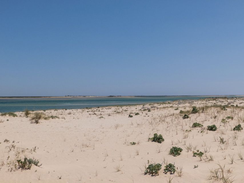 From Faro: 2-Hour Guided Bird Watching Boat Trip - The 15–20 minute deserted beach stop you should time your scanning for