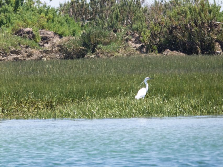 From Faro: 2-Hour Guided Bird Watching Boat Trip - The return cruise back toward Faro: keep your eyes up