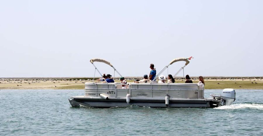 From Faro: 2-Hour Guided Bird Watching Boat Trip - What the guide experience feels like in real life
