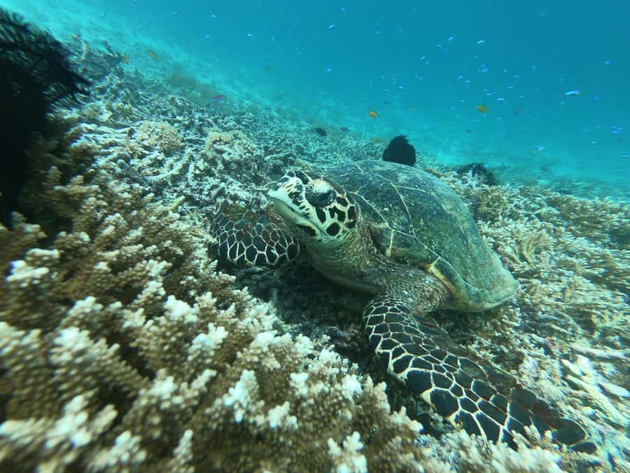 From Gili Air/Trawangan: Glass-Bottom Boat with Snorkeling - Key things to know before you go