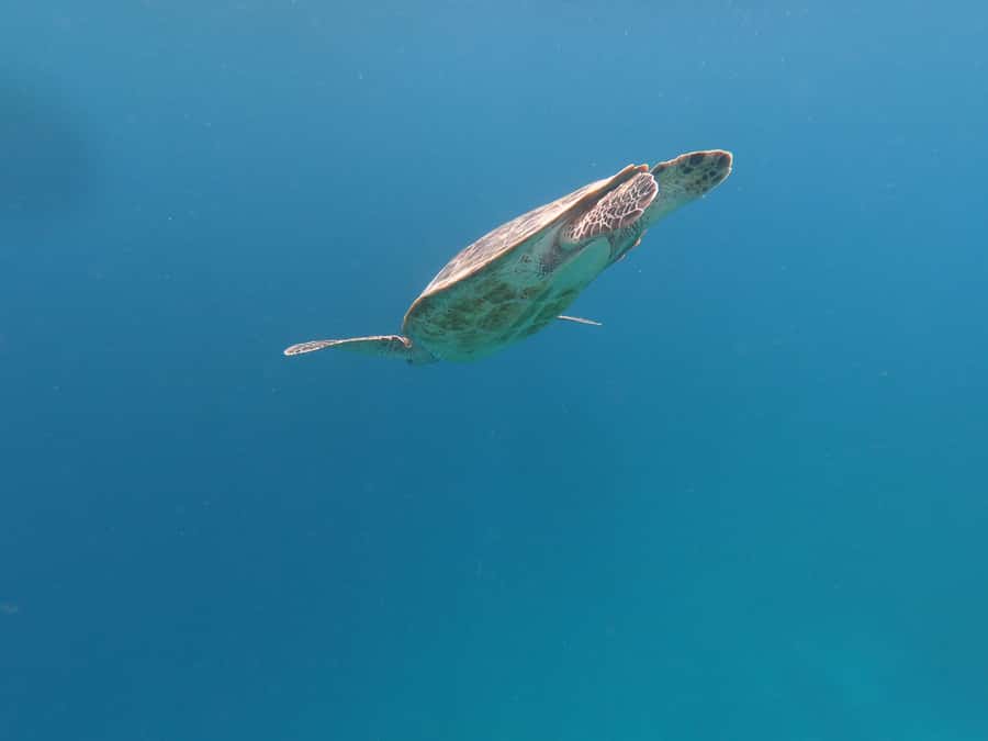 From Gili Air/Trawangan: Glass-Bottom Boat with Snorkeling - Price and Value: Is $47 a Good Deal?