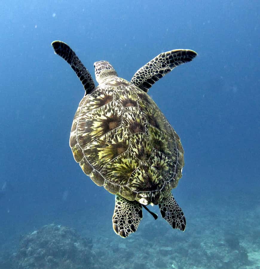 From Gili Air/Trawangan: Glass-Bottom Boat with Snorkeling - The Glass-Bottom Boat Reality Check (And Why It Still Helps)