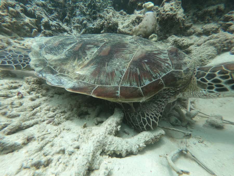 From Gili Air/Trawangan: Glass-Bottom Boat with Snorkeling - Gear, Comfort, and What You Should Bring