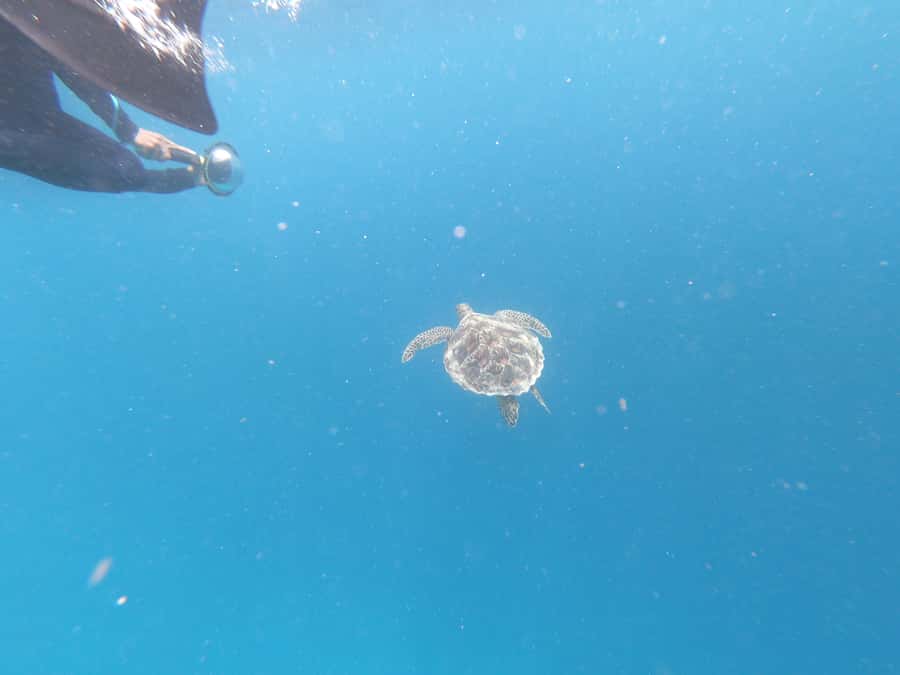 From Gili Air/Trawangan: Glass-Bottom Boat with Snorkeling - Timing Tip: Why Early Morning Feels Easier Underwater