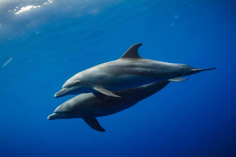 From Kendwa: Mnemba Boat Trip and Dolphin Snorkel Adventure - Mnemba snorkeling: coral, fish, and guide help underwater