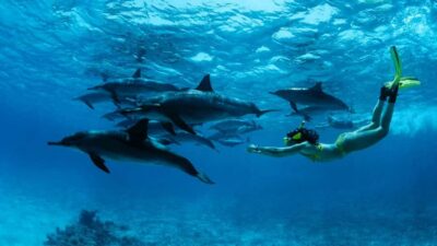 From Kendwa: Mnemba Boat Trip and Dolphin Snorkel Adventure - Dolphin swimming: what the respectful approach looks like