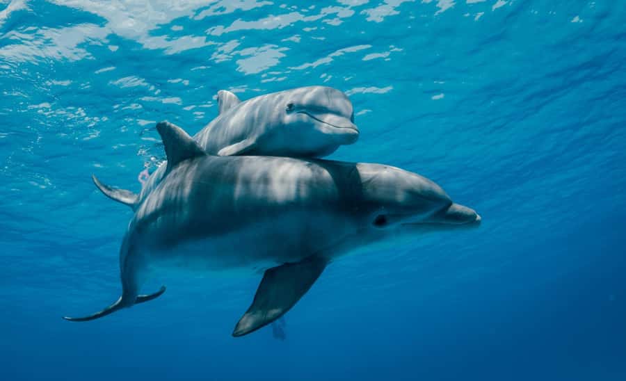 From Kendwa: Mnemba Boat Trip and Dolphin Snorkel Adventure - The disappearing sandbank: the best photo stop when the tide cooperates
