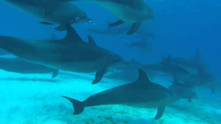 From Kendwa: Mnemba Boat Trip and Dolphin Snorkel Adventure - Should you book Captbarnabatours for Mnemba dolphins and snorkeling?