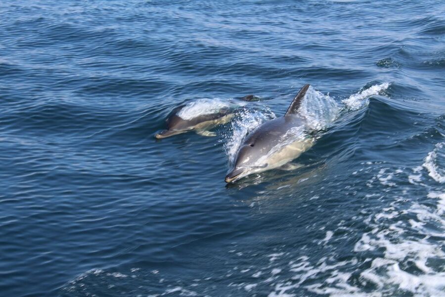 From Lagos: Dolphin Watching Boat Trip w/Marine Biologists - Key points to know before you go