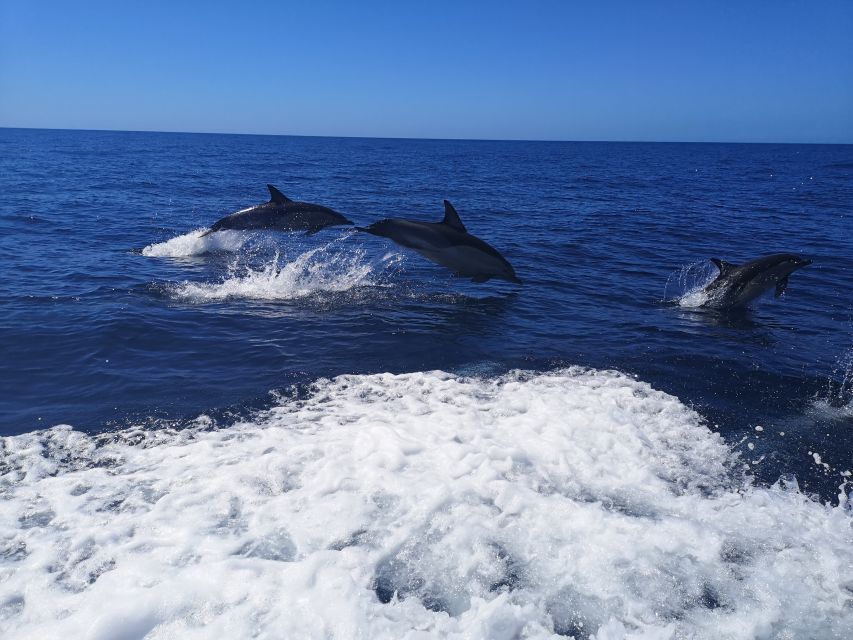 From Lagos: Dolphin Watching Boat Trip w/Marine Biologists - Should you book this dolphin watching trip from Lagos?