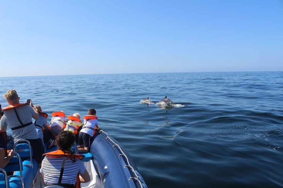 From Lagos: Dolphin Watching Boat Trip w/Marine Biologists - Lagos RIBs: why the boat design helps you actually see dolphins
