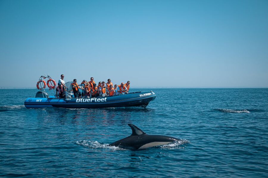 From Lagos: Dolphin Watching Boat Trip w/Marine Biologists - The marine biologists: what you gain beyond the sighting