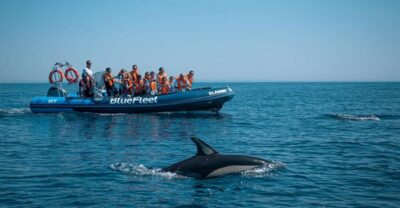 From Lagos: Dolphin Watching Boat Trip w/Marine Biologists - Getting to the meeting point in Lagos (and what to do with valuables)