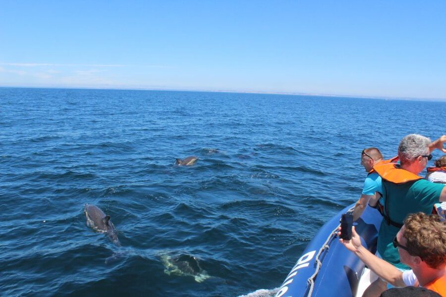 From Lagos: Dolphin Watching Boat Trip w/Marine Biologists - Responsible dolphin watching: the rules you’ll notice on board