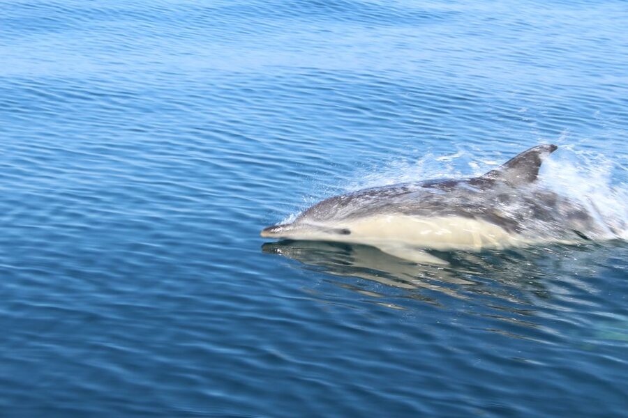 From Lagos: Dolphin Watching Boat Trip w/Marine Biologists - If weather is rough or dolphins are shy: what to expect