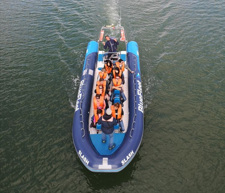 From Lagos: Dolphin Watching Boat Trip w/Marine Biologists - Price and value: is $42 worth it for 1.5 hours?