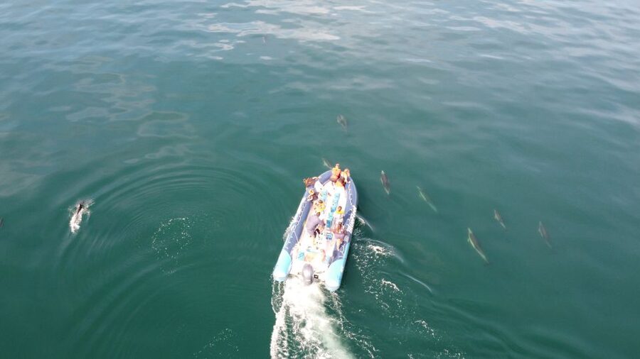 From Lagos: Dolphin Watching Boat Trip w/Marine Biologists - Who this tour is best for (and who should skip it)