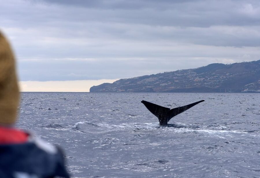 From Machico: Madeira Whale and Dolphin Watching Boat Tour - Entering The Water Like You Mean It: Meeting at Marina Machico and Getting Kitted Up