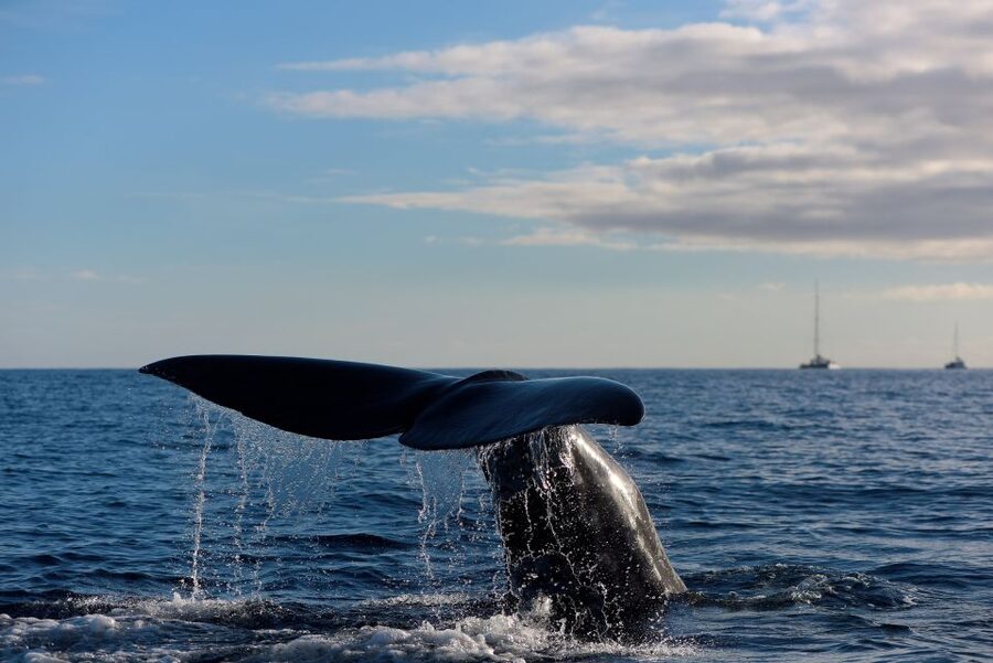 From Machico: Madeira Whale and Dolphin Watching Boat Tour - The Marine Biologist Briefing: Safety, Dolphin Behavior, and How to Swim Responsibly