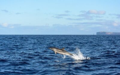 From Machico: Madeira Whale and Dolphin Watching Boat Tour - Sailing Into Open Water: What You’re Likely to See Off Machico
