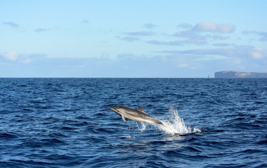 From Machico: Madeira Whale and Dolphin Watching Boat Tour - Sailing Into Open Water: What You’re Likely to See Off Machico