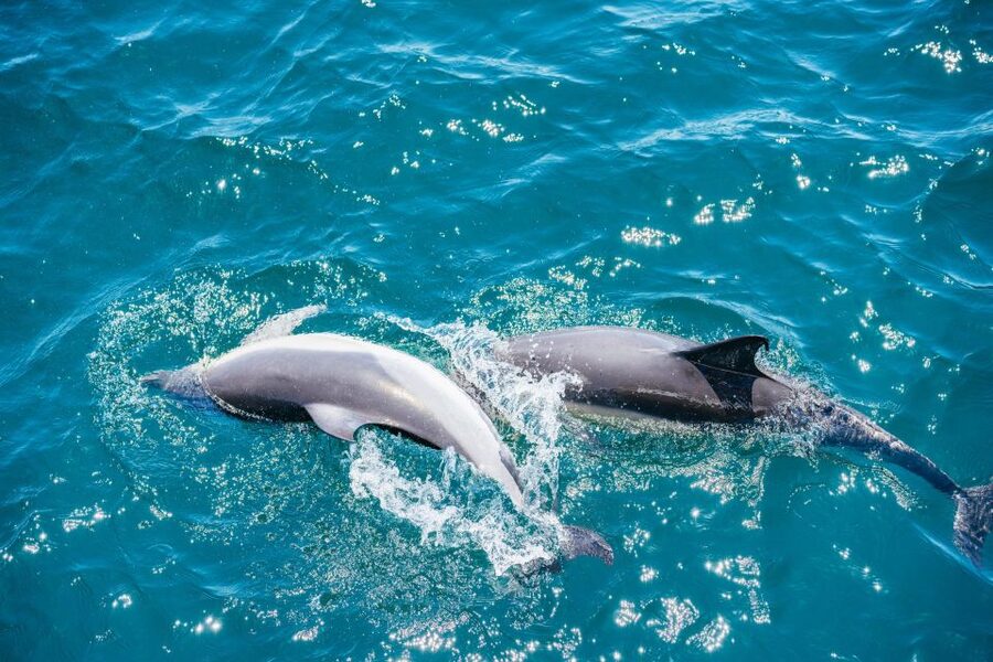 From Malaga: Day trip to Gibraltar and Dolphin Boat Tour - Should you book this Málaga to Gibraltar dolphin day trip?