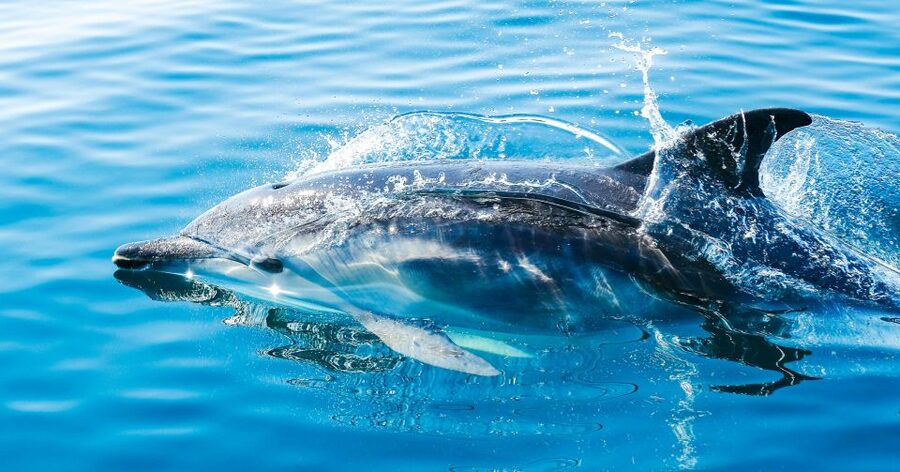 From Malaga: Day trip to Gibraltar and Dolphin Boat Tour - Gibraltar free time: Casemates Square, gardens, and the bays