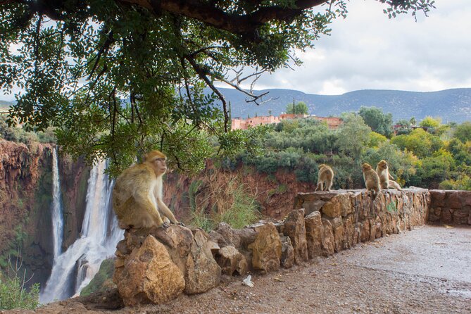 From Marrakech: Day trip to Ouzoud waterfalls and boat tour - Arrival at Cascades d’Ouzoud: Your First Views and Walk Choice