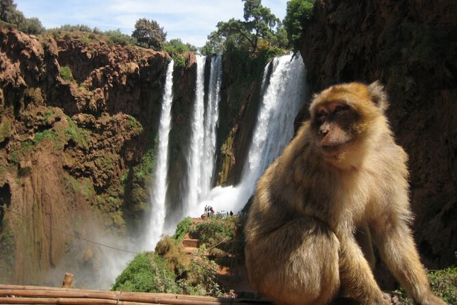 From Marrakech: Day Trip to Ouzoud Waterfalls Guided & Boat Ride - Why Ouzoud Waterfalls Are Worth the 8:00 AM Alarm