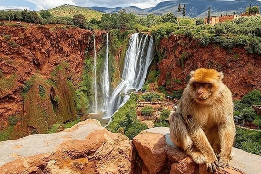 From Marrakech: Guided Ouzoud Waterfalls Tour with Boat Ride - Key moments that make this tour worth it