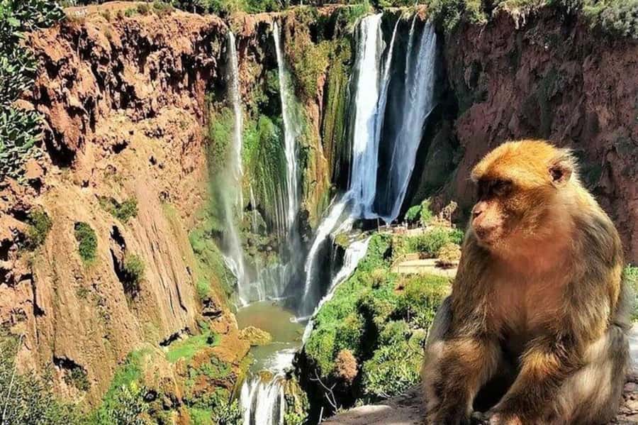 From Marrakech: Guided Ouzoud Waterfalls Tour with Boat Ride - The boat ride beneath the falls: the closest view you can get