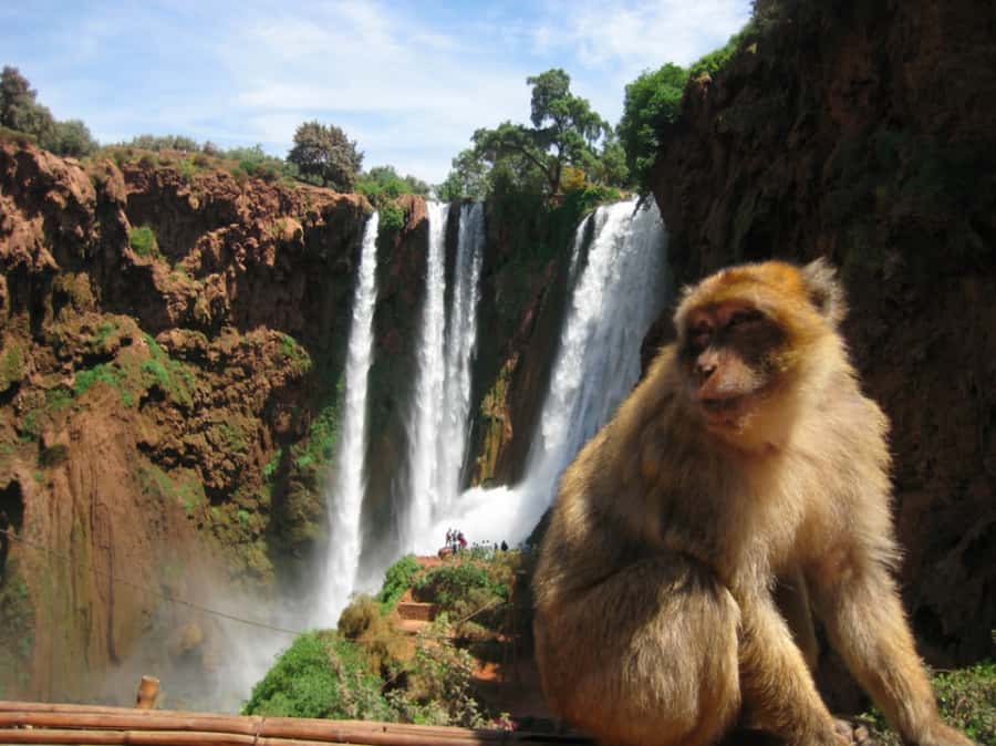 From Marrakech: Guided Ouzoud Waterfalls Tour with Boat Ride - Lunch at a riverside restaurant: great views, budget-friendly expectations