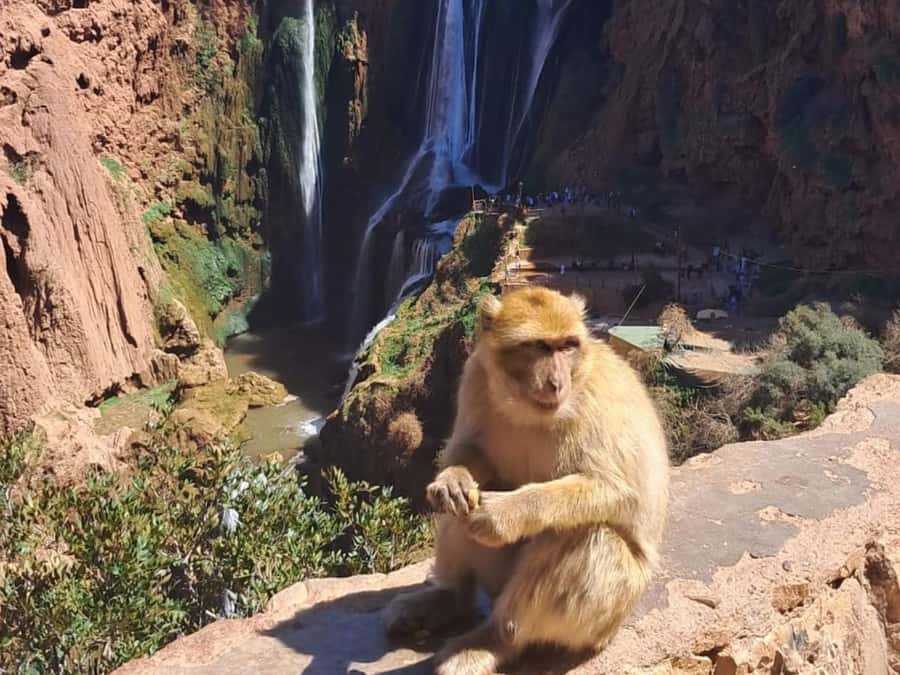From Marrakech:Ouzoud Waterfalls Day Trip with Boat Tour - Key Things That Make This Ouzoud Day Trip Worth It