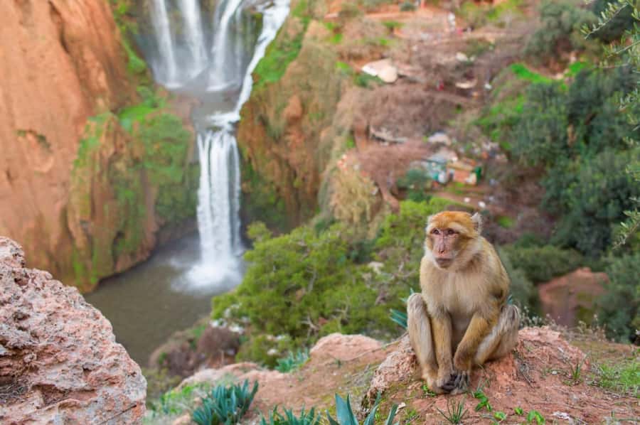 From Marrakech: Ouzoud Waterfalls Guided Hike and Boat Tour - Monkeys at Ouzoud: fun photos, strict rules