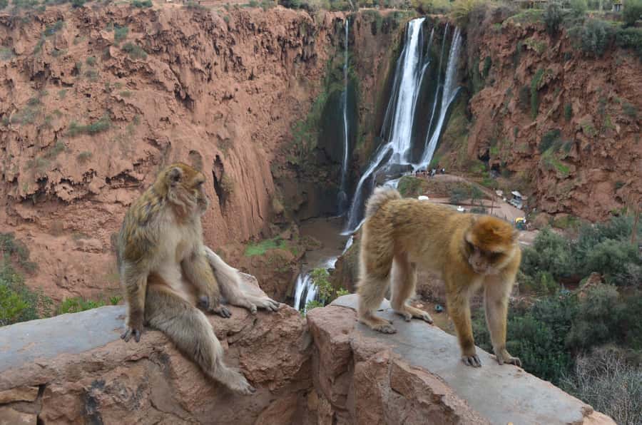 From Marrakech: Ouzoud Waterfalls Guided Hike and Boat Tour - Price and value: what $12 covers, and what you’ll likely add